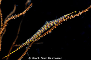 Saw Blade Shrimp by Henrik Gram Rasmussen 